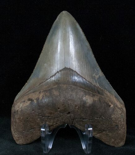 Beautiful Fossil Megalodon Tooth #13065